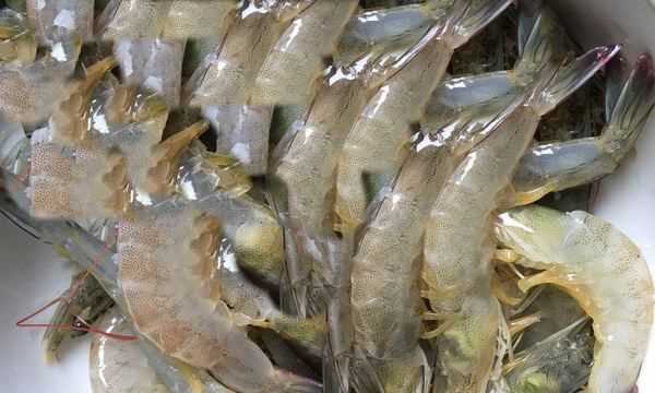 洗蝦子用什么浸泡,水產(chǎn)中浸泡蝦用食鹽還是用碘好呢圖12