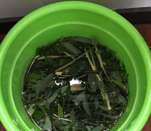 柳樹枝泡水時(shí)間長(zhǎng)了還能用嗎