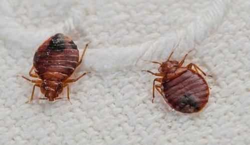 臭蟲在水里泡多久才會(huì)死，家里有臭蟲，怎么樣才能快速除掉呢？圖1