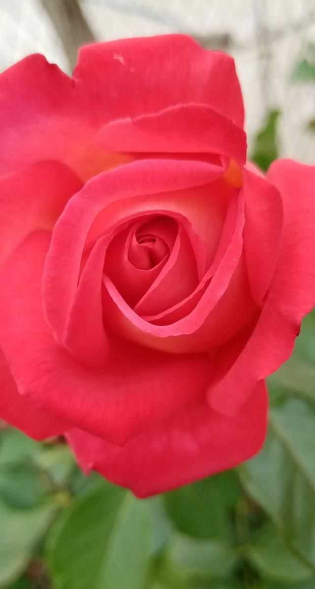 文化產(chǎn)品有哪些，黎族文化產(chǎn)品有哪些？圖7