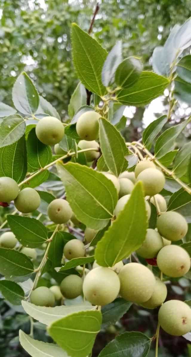 文化產(chǎn)品有哪些，黎族文化產(chǎn)品有哪些？圖8