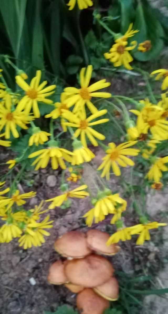 文化產(chǎn)品有哪些，黎族文化產(chǎn)品有哪些？圖10