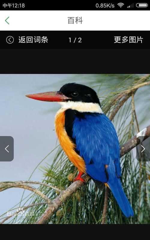 黑頭長尾巴的鳥是什么鳥呢