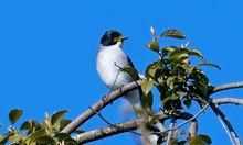 黑頭黑嘴黑腳藍(lán)長尾鳥是什么品種