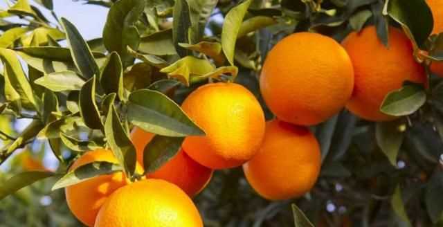 芫荽和香菜有什么區(qū)別，「桔子」和「橘子」有什么區(qū)別？圖3