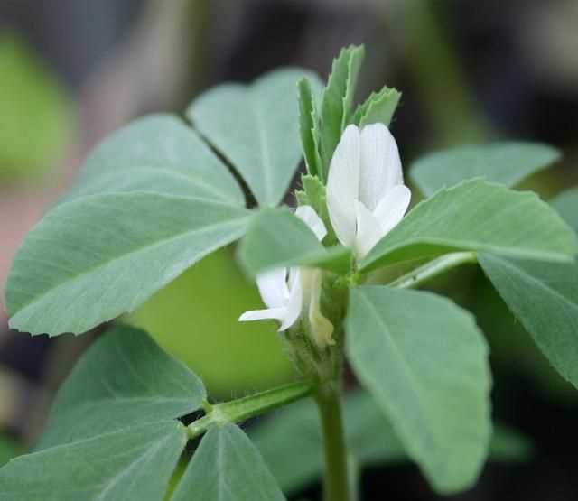 芫荽和香菜有什么區(qū)別，「桔子」和「橘子」有什么區(qū)別？圖4