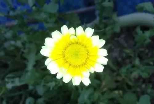 茼蒿開花了還能吃嗎，茼蒿開花了還能掐著吃嗎？圖3