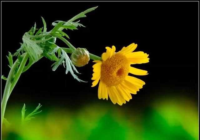 茼蒿開花了還能吃嗎，茼蒿開花了還能掐著吃嗎？圖5