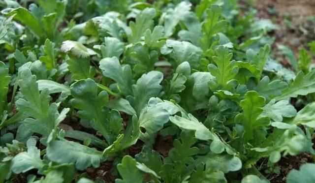 茼蒿開花了還能吃嗎，茼蒿開花了還能掐著吃嗎？圖6