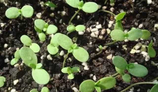 茼蒿開花了還能吃嗎，茼蒿開花了還能掐著吃嗎？圖7