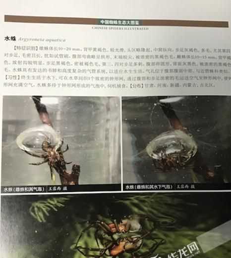 水蜘蛛有毒的嗎