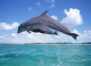 海豚是國家一級(jí)保護(hù)動(dòng)物嗎?