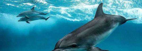 海豚是保護(hù)動(dòng)物,海豚是國家一級(jí)保護(hù)動(dòng)物嗎?圖2