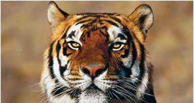 猴子是用什么來辨味,猴子是用什么來辨味道的圖4