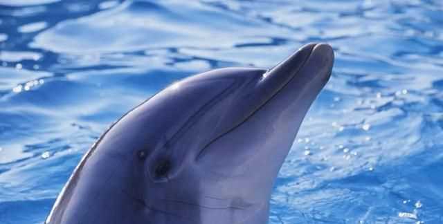 海豚是幾級(jí)保護(hù)動(dòng)物