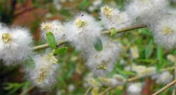 如何清理紗窗上的柳絮,紗窗的柳絮怎么清理圖5