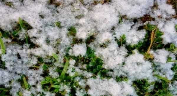 如何清理紗窗上的柳絮,紗窗的柳絮怎么清理圖6