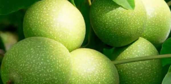 核桃去綠皮方法最快的辦法是什么,青皮核桃怎么快速去皮方法圖1