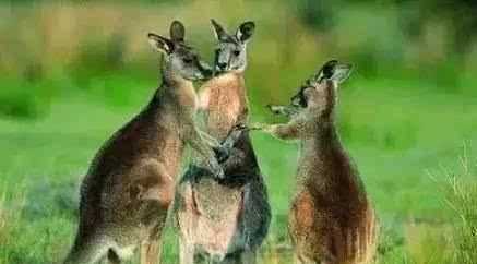 澳大利亞的國寶是什么，澳大利亞，美國，英國。加拿大的國寶動物分別是什么？圖1