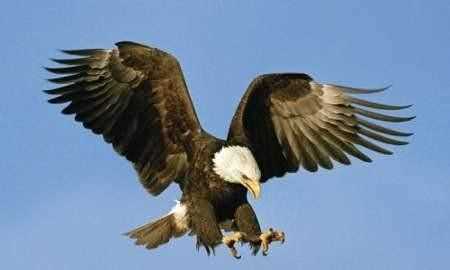 澳大利亞的國寶是什么，澳大利亞，美國，英國。加拿大的國寶動物分別是什么？圖3