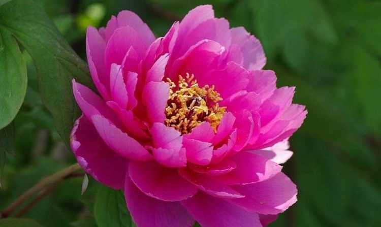 十二生肖哪個(gè)是處理事情有條有理的動(dòng)物