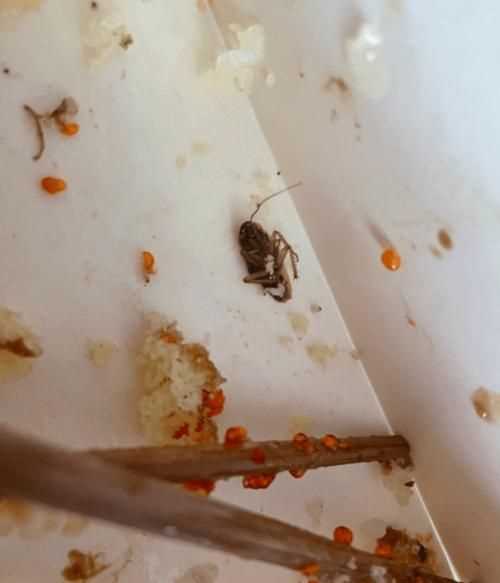 蟑螂被打死后需要做哪些處理