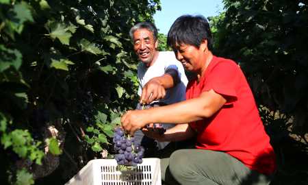 葡萄冷庫保鮮儲存方法,葡萄如何進(jìn)行冷庫貯藏保存圖2