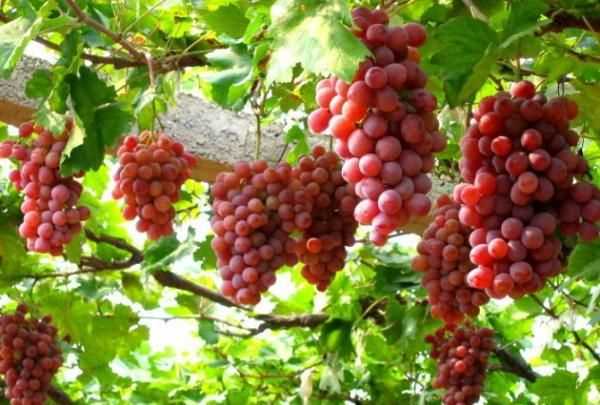 葡萄冷庫保鮮儲存方法,葡萄如何進(jìn)行冷庫貯藏保存圖6