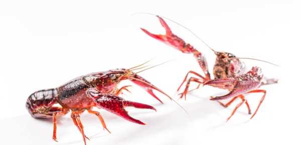 小龍蝦怎么存放可以降低死亡率,龍蝦買回來最好的保存方法是什么呢圖3