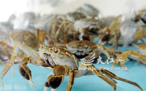 海里的螃蟹離開(kāi)海水能活多久