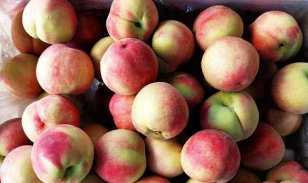 什么可以清除桃子表面的細(xì)毛,桃子去毛怎么洗干凈圖17