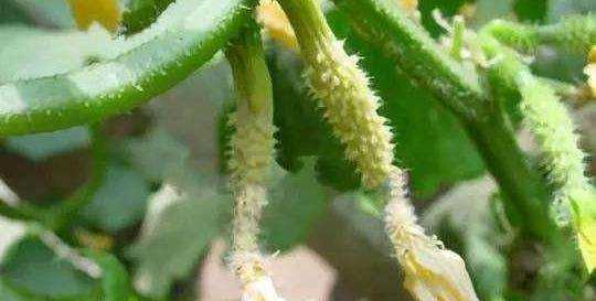 白糖水可以當(dāng)生根水,糖水能作為生根水泡玫瑰老樁用嗎圖4