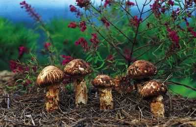 野生松茸生長(zhǎng)在什么地方