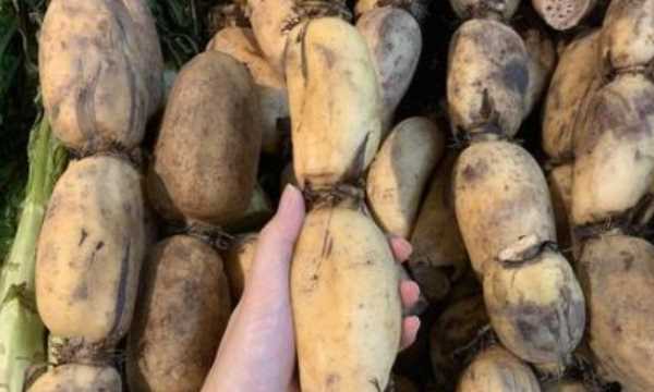 藕有幾個(gè)孔的區(qū)別,買(mǎi)藕時(shí)注意什么圖5