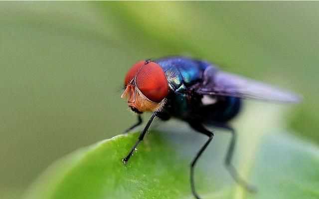 蒼蠅通過什么分辨氣味，蒼蠅討厭什么樣的花香？圖1