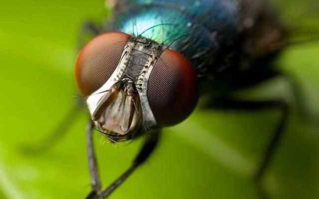 蒼蠅通過什么分辨氣味，蒼蠅討厭什么樣的花香？圖2
