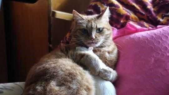 冬天有什么動物不出來活動的