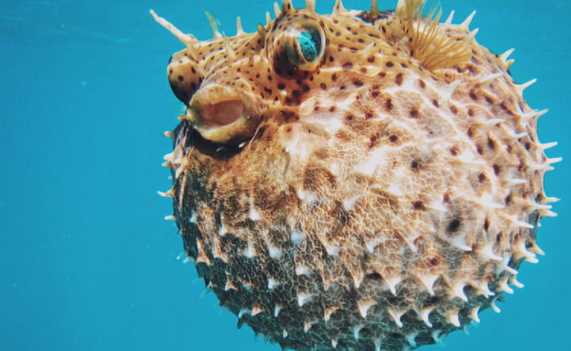 渾身帶刺的動(dòng)物,除了刺猬,還有什么動(dòng)物帶刺?圖4