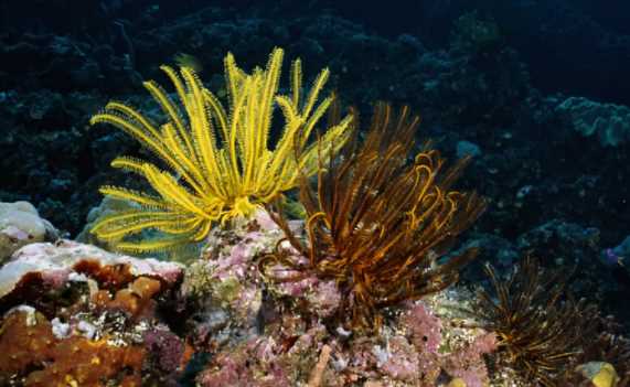 渾身帶刺的動(dòng)物,除了刺猬,還有什么動(dòng)物帶刺?圖6