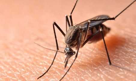 蚊子有毒性怎么辦