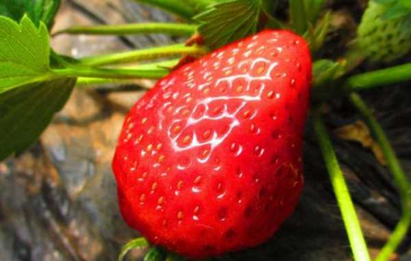 春天有哪些水果,春天吃的水果有哪些圖2