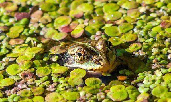 什么是冷血動物,冷血動物的血是什么顏色圖6