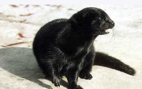 丹麥貂和水貂絨有什么區(qū)別