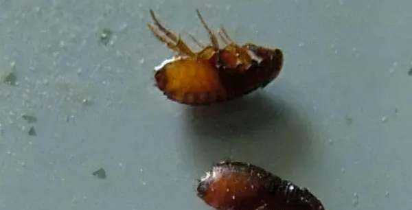 跳蚤藥對人身體有沒有害,跳蚤粉對人體有害嗎圖3