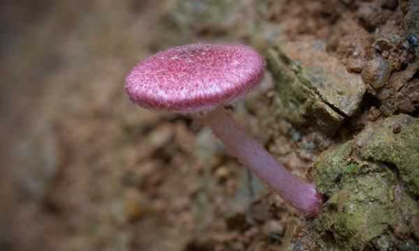 野蘑菇能吃怎么辨別,吃蘑菇的季節(jié)是幾月圖5