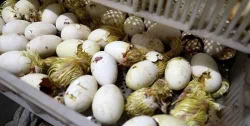 鵝蛋怎么存放，是洗掉蛋殼上的臟東西，在放冰箱還是，不用洗就放進(jìn)去