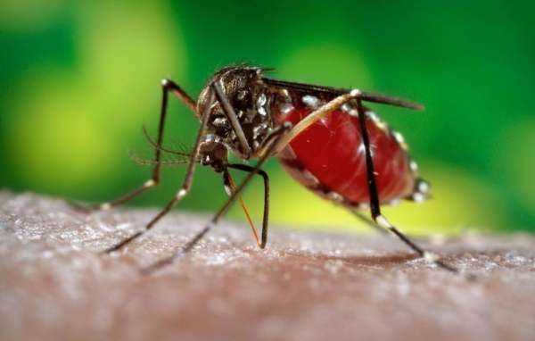 蚊子用什么藥殺滅最好,殺蚊子最強(qiáng)的農(nóng)藥圖3