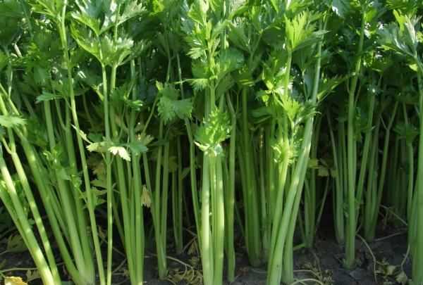 什么是水芹菜,水芹菜的營(yíng)養(yǎng)價(jià)值和功效圖6