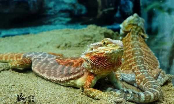 冷血動物的血是什么顏色