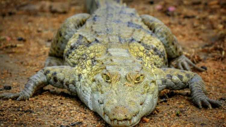 什么是冷血動物